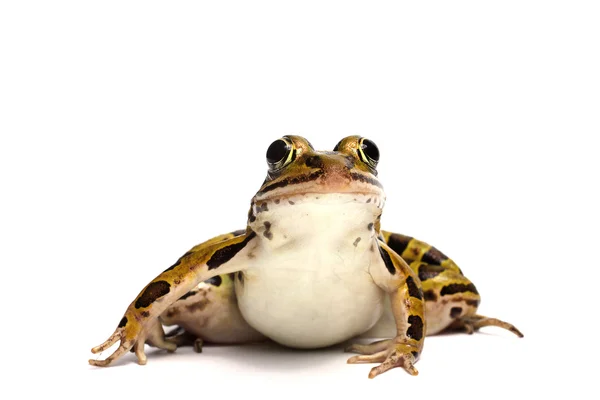 Northern Leopard Frog (Lithobates pipiens) — Stock Photo, Image