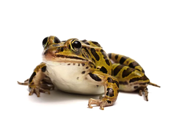 Nördlicher Leopardenfrosch (lithobates pipiens)) — Stockfoto