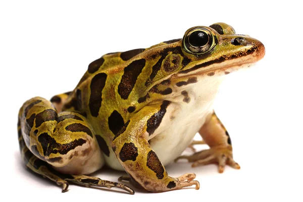 Północnej Leopard żaba (Lithobates pipiens) — Zdjęcie stockowe