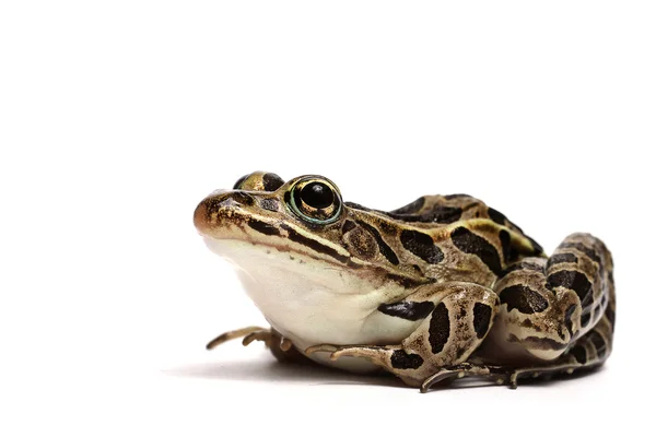 Żaba Pickerel (Lithobates palustris) — Zdjęcie stockowe