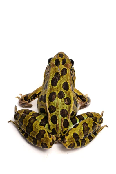 Północnej Leopard żaba (Lithobates pipiens) Obrazek Stockowy