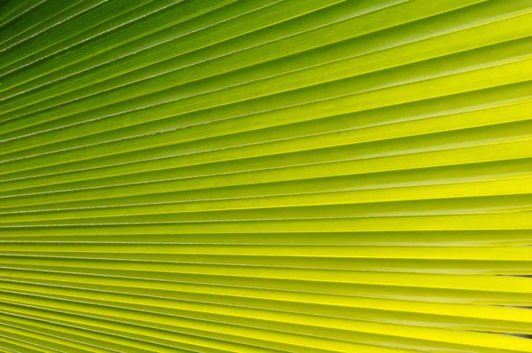 Palm leaves — Stock Photo, Image