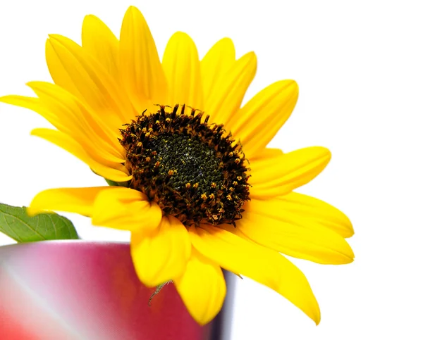 Sunflower in vase — Stock Photo, Image