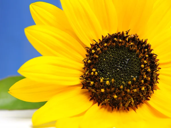 Sunflower — Stock Photo, Image