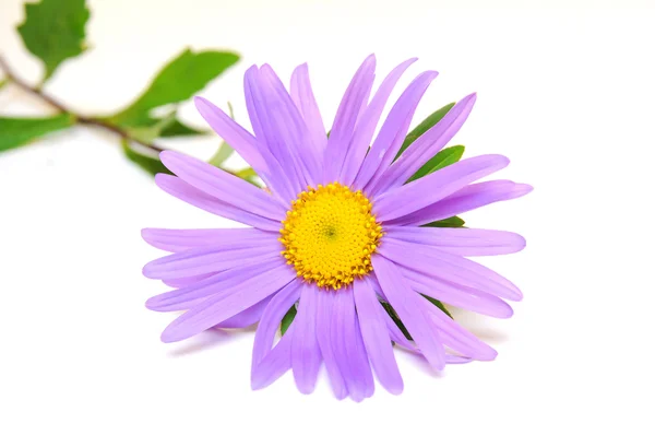 Purple daisy — Stock Photo, Image