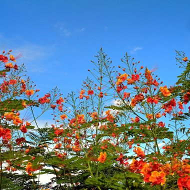 çiçek açan çiçekler