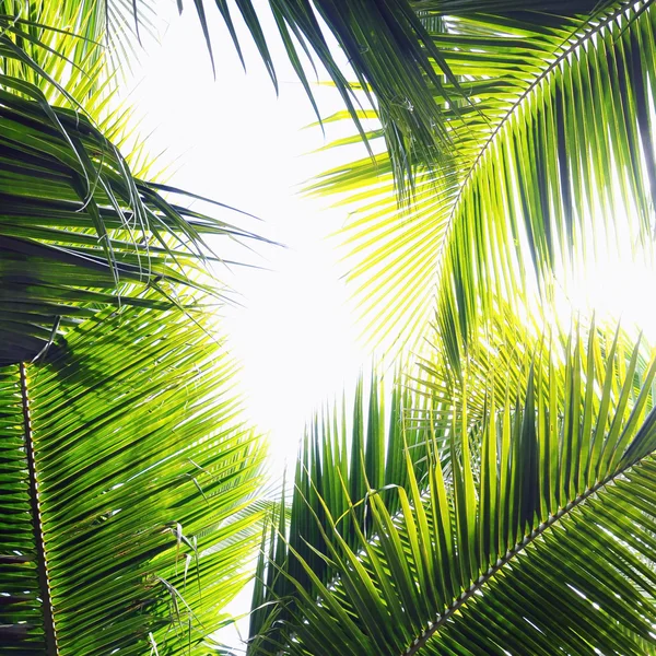 Palm leaves — Stock Photo, Image