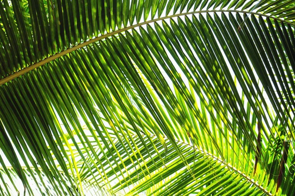 Palm leaves — Stock Photo, Image