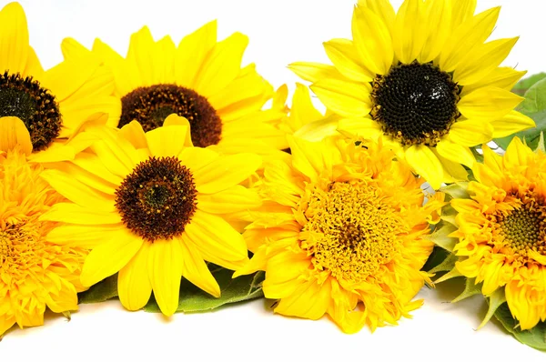 Sunflowers — Stock Photo, Image