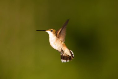 Uçuş hummingbrird