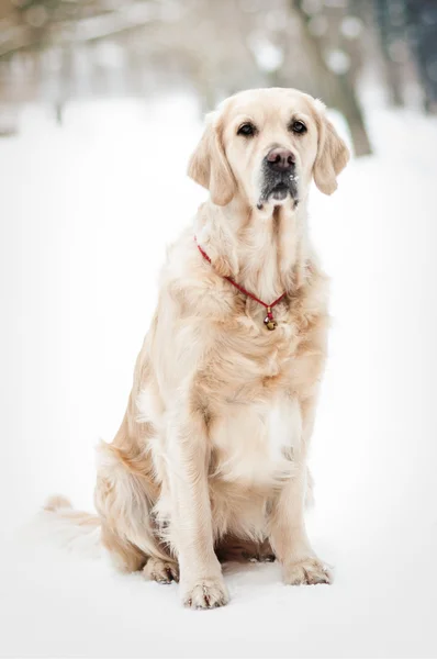 Gouden retriever — Stockfoto