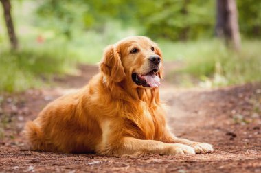 Bir köpeğin portresi.