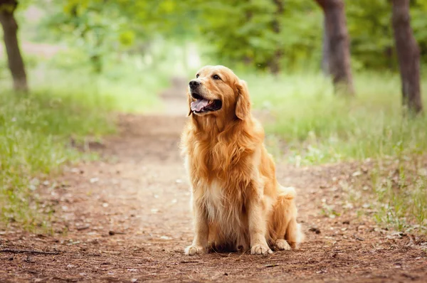 Portret van een hond — Stockfoto