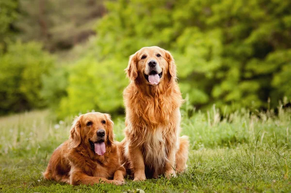 2 匹の犬の肖像画 — ストック写真