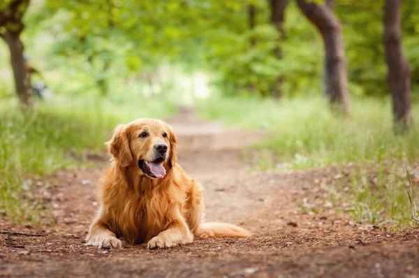 Bir köpeğin portresi. — Stok fotoğraf