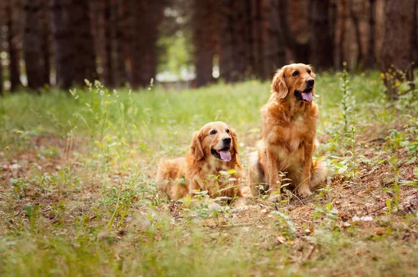 Portret van een twee honden — Stockfoto