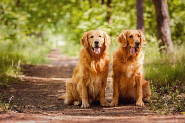 Retrato de dois cães — Fotografia de Stock