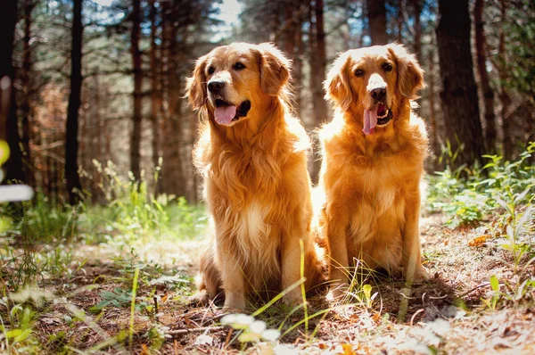 Portret van een twee honden — Stockfoto