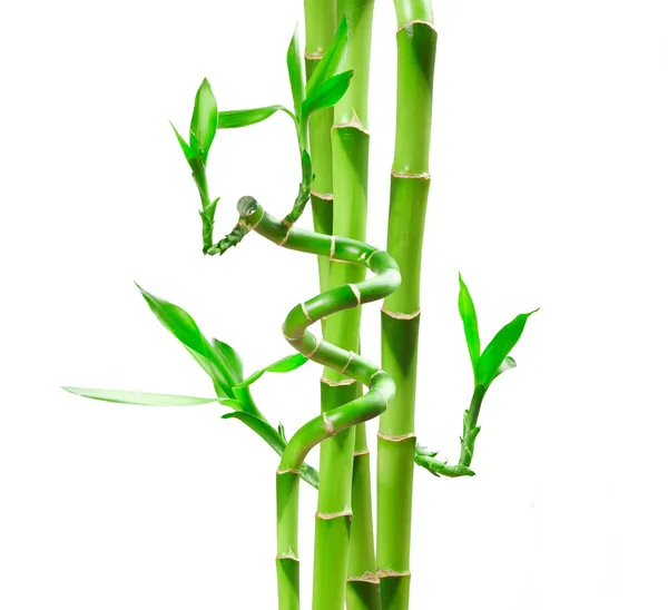 Bamboo — Stock Photo, Image