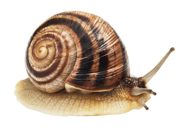 Caracol de jardim — Fotografia de Stock