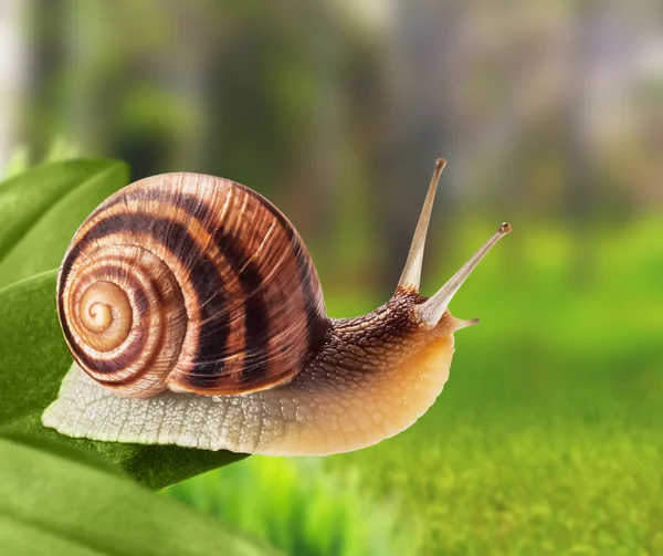 Garden snail — Stock Photo, Image