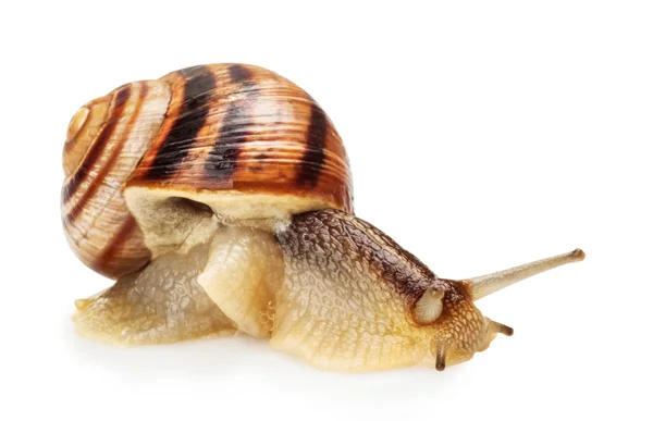 Garden Snail — Stock Photo, Image