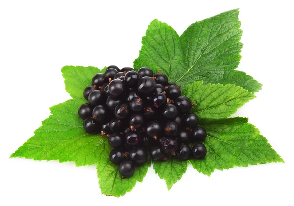 Black currants — Stock Photo, Image