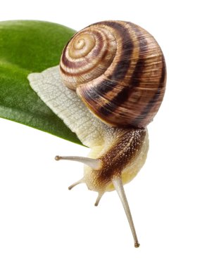 Bahçe salyangoz