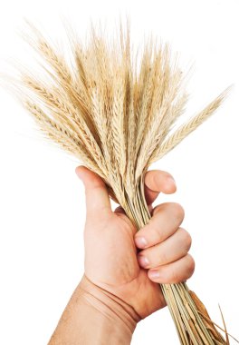 elini tutmak buğday