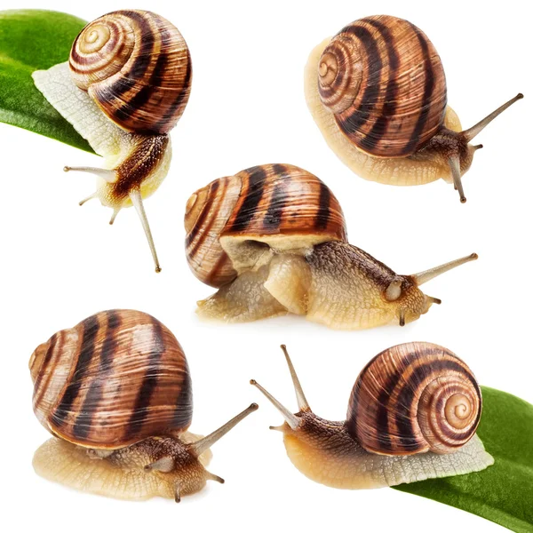 Gartenschnecke — Stockfoto