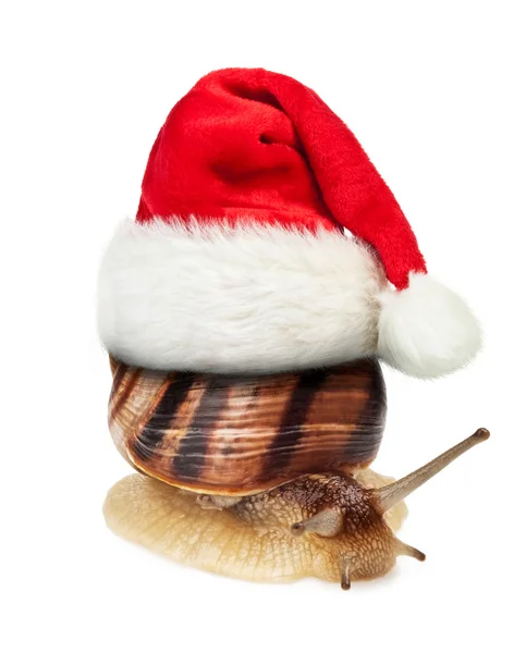 Weihnachten — Stockfoto