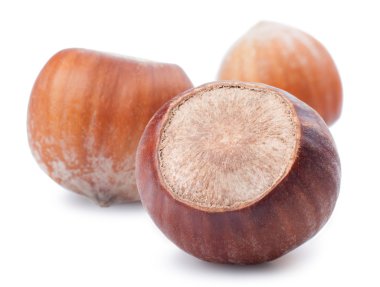 filberts