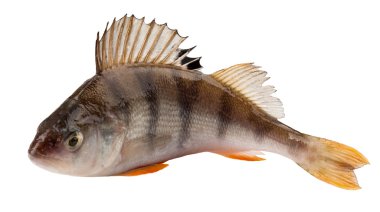 levrek