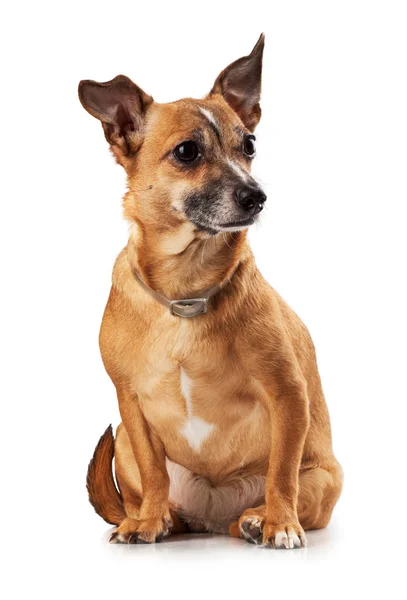 Toy terrier — Stockfoto