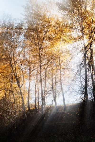 Parlak ışınları — Stok fotoğraf