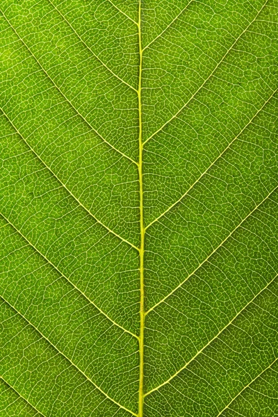 Текстура растений — стоковое фото