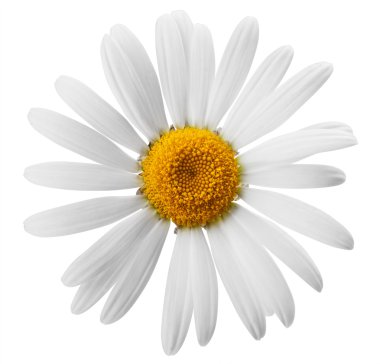 Çiçek.