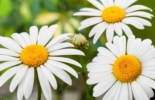 Wild chamomile — Stock Photo, Image