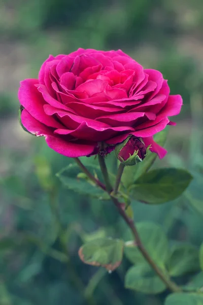 Rose różowy — Zdjęcie stockowe