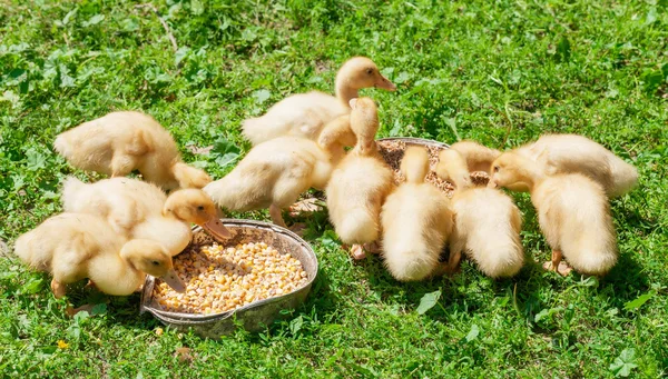 Little geese — Stock Photo, Image