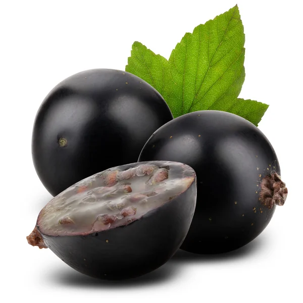 Ribes nero — Foto Stock