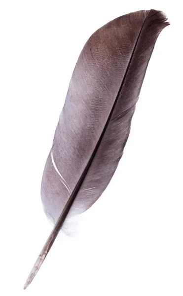 Feather — Stock Photo, Image