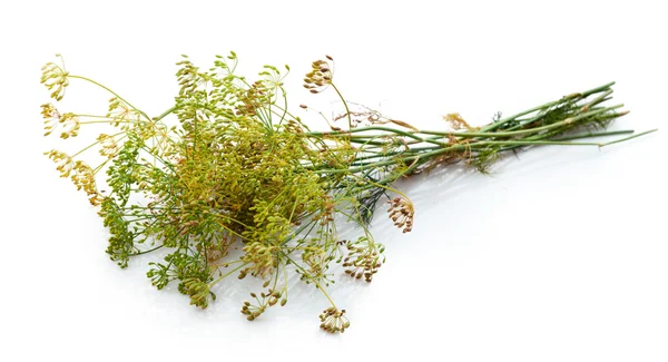 Dill flower — Stockfoto