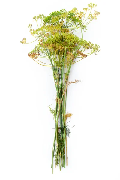 Dill flower — Stockfoto