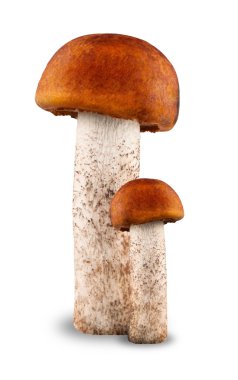 Red-capped scaber