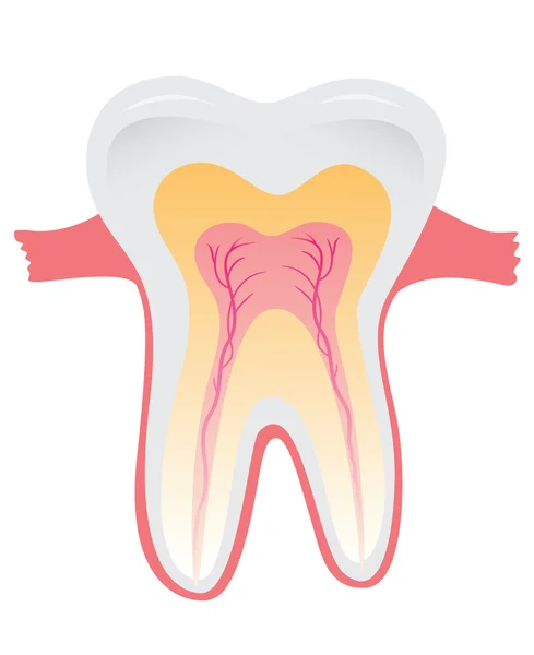 Hampaat — vektorikuva