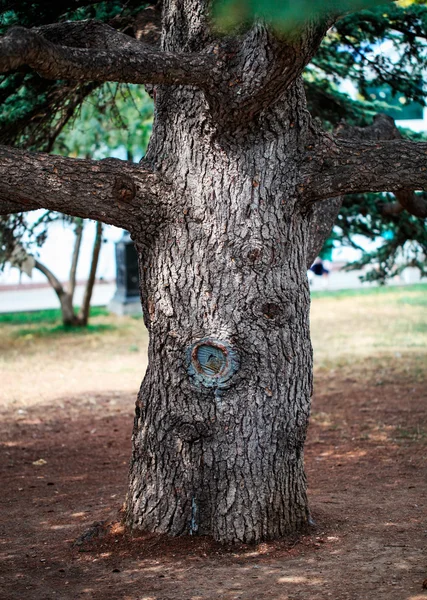Vecchi alberi spessi — Foto Stock