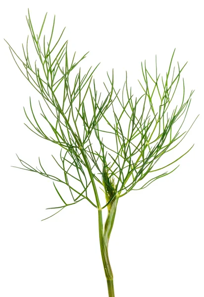 Dill herb — Stock Photo, Image