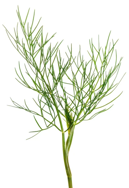 Dill Herb — Zdjęcie stockowe