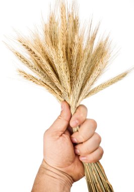 elini tutmak buğday